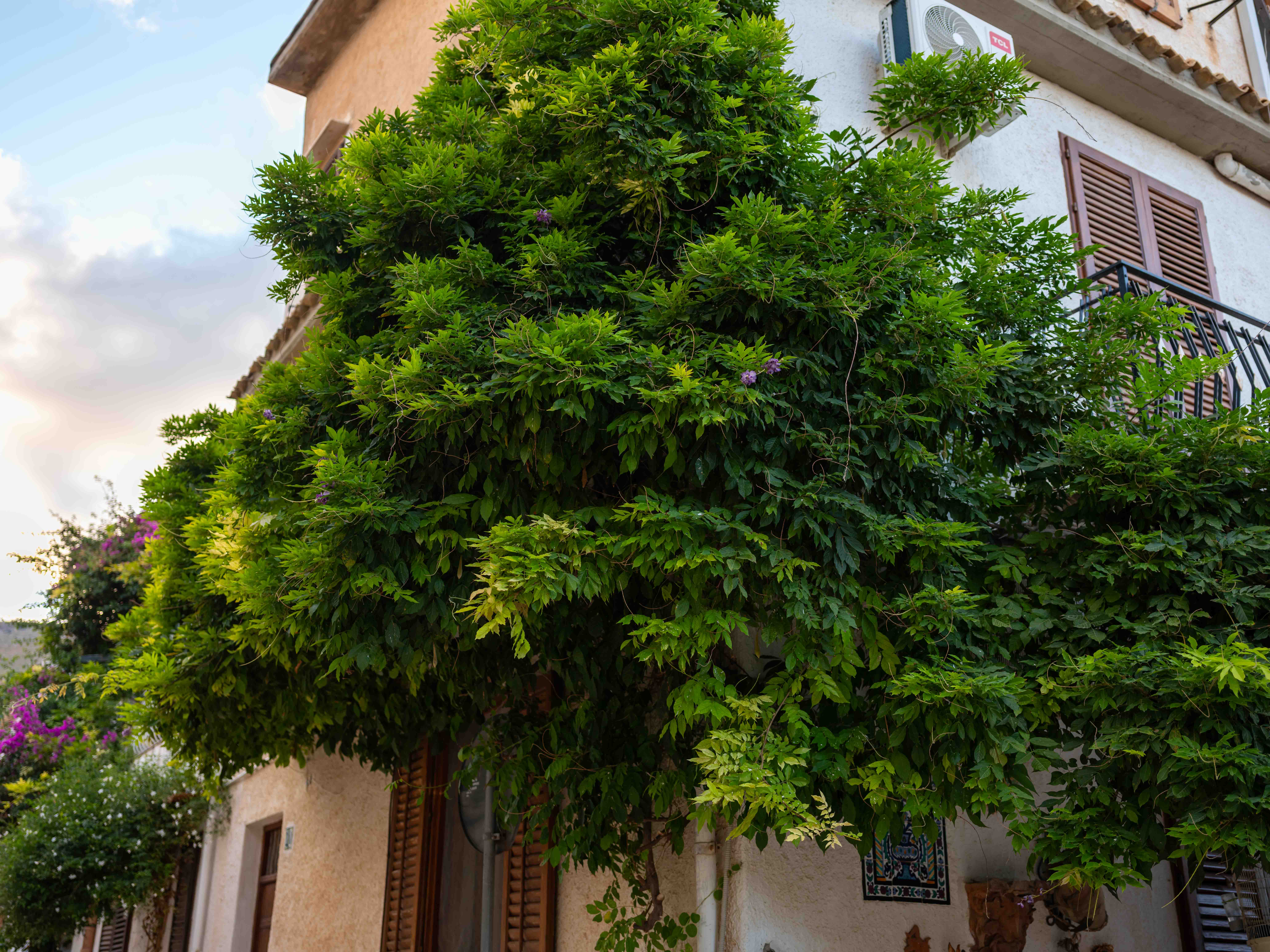 Photos from travel in Sicily, Fall 2024. Taormina, Noto, Palermo.